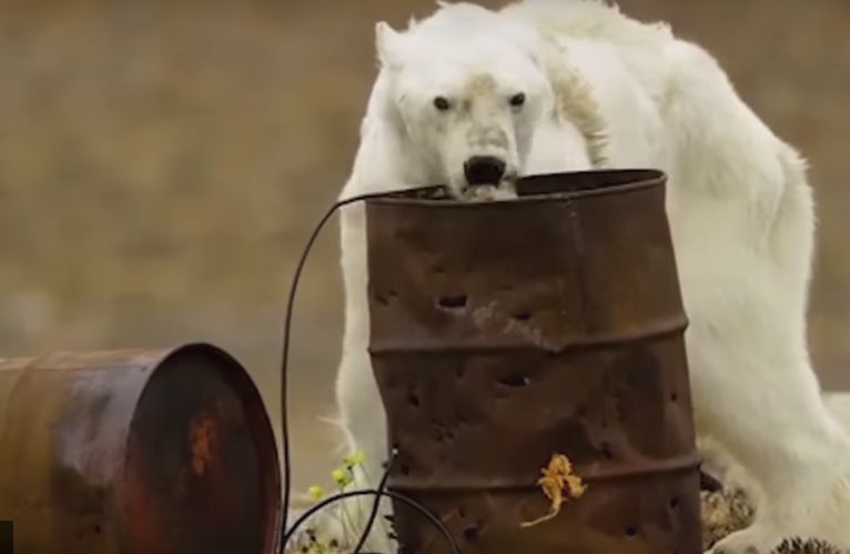 Video Viral Beruang Kutub yang Kelaparan Mematahkan Hati di Seluruh Dunia