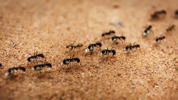 25 Hari Timelapse Semut Menggali di Peternakan Semut Raksasa