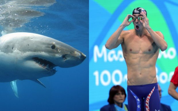 Apakah Anda Benar-benar Mengharapkan Phelps vs. Great White Menjadi Memuaskan?