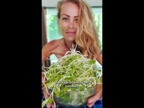 Veganismo: 7 deliciosas recetas para disfrutar en 2025 13 veganismo